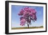 Brazil, Mato Grosso, the Pantanal. Pink Ipe Tree in a Field-Ellen Goff-Framed Photographic Print