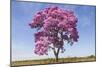 Brazil, Mato Grosso, the Pantanal. Pink Ipe Tree in a Field-Ellen Goff-Mounted Photographic Print