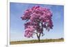 Brazil, Mato Grosso, the Pantanal. Pink Ipe Tree in a Field-Ellen Goff-Framed Photographic Print