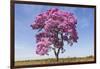 Brazil, Mato Grosso, the Pantanal. Pink Ipe Tree in a Field-Ellen Goff-Framed Photographic Print