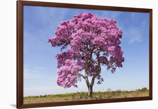 Brazil, Mato Grosso, the Pantanal. Pink Ipe Tree in a Field-Ellen Goff-Framed Photographic Print