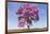 Brazil, Mato Grosso, the Pantanal. Pink Ipe Tree in a Field-Ellen Goff-Framed Photographic Print