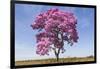 Brazil, Mato Grosso, the Pantanal. Pink Ipe Tree in a Field-Ellen Goff-Framed Photographic Print