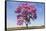 Brazil, Mato Grosso, the Pantanal. Pink Ipe Tree in a Field-Ellen Goff-Framed Stretched Canvas