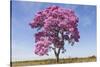 Brazil, Mato Grosso, the Pantanal. Pink Ipe Tree in a Field-Ellen Goff-Stretched Canvas