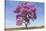 Brazil, Mato Grosso, the Pantanal. Pink Ipe Tree in a Field-Ellen Goff-Stretched Canvas