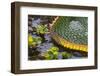 Brazil, Mato Grosso, the Pantanal, Porto Jofre. Giant Lily Pad-Ellen Goff-Framed Photographic Print