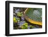 Brazil, Mato Grosso, the Pantanal, Porto Jofre. Giant Lily Pad-Ellen Goff-Framed Photographic Print