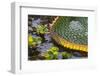 Brazil, Mato Grosso, the Pantanal, Porto Jofre. Giant Lily Pad-Ellen Goff-Framed Photographic Print