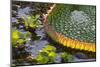 Brazil, Mato Grosso, the Pantanal, Porto Jofre. Giant Lily Pad-Ellen Goff-Mounted Photographic Print