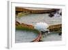 Brazil, Mato Grosso, the Pantanal, Porto Jofre. Giant Water Lilies with a Blossom-Ellen Goff-Framed Photographic Print