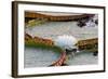 Brazil, Mato Grosso, the Pantanal, Porto Jofre. Giant Water Lilies with a Blossom-Ellen Goff-Framed Photographic Print