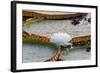 Brazil, Mato Grosso, the Pantanal, Porto Jofre. Giant Water Lilies with a Blossom-Ellen Goff-Framed Photographic Print