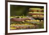 Brazil, Mato Grosso, the Pantanal, Porto Jofre, Striated Heron on Giant Lily Pads-Ellen Goff-Framed Photographic Print