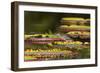 Brazil, Mato Grosso, the Pantanal, Porto Jofre, Striated Heron on Giant Lily Pads-Ellen Goff-Framed Photographic Print