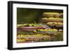 Brazil, Mato Grosso, the Pantanal, Porto Jofre, Striated Heron on Giant Lily Pads-Ellen Goff-Framed Photographic Print