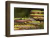 Brazil, Mato Grosso, the Pantanal, Porto Jofre, Striated Heron on Giant Lily Pads-Ellen Goff-Framed Photographic Print