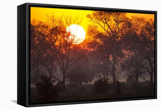 Brazil, Mato Grosso, the Pantanal, Pouso Alegre. Sunset Through Ipe Trees-Ellen Goff-Framed Stretched Canvas