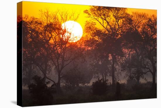 Brazil, Mato Grosso, the Pantanal, Pouso Alegre. Sunset Through Ipe Trees-Ellen Goff-Stretched Canvas