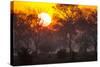 Brazil, Mato Grosso, the Pantanal, Pouso Alegre. Sunset Through Ipe Trees-Ellen Goff-Stretched Canvas