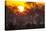 Brazil, Mato Grosso, the Pantanal, Pouso Alegre. Sunset Through Ipe Trees-Ellen Goff-Stretched Canvas