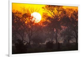 Brazil, Mato Grosso, the Pantanal, Pouso Alegre. Sunset Through Ipe Trees-Ellen Goff-Framed Photographic Print