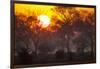 Brazil, Mato Grosso, the Pantanal, Pouso Alegre. Sunset Through Ipe Trees-Ellen Goff-Framed Photographic Print