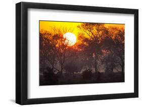 Brazil, Mato Grosso, the Pantanal, Pouso Alegre. Sunset Through Ipe Trees-Ellen Goff-Framed Photographic Print