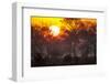 Brazil, Mato Grosso, the Pantanal, Pouso Alegre. Sunset Through Ipe Trees-Ellen Goff-Framed Photographic Print