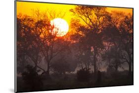 Brazil, Mato Grosso, the Pantanal, Pouso Alegre. Sunset Through Ipe Trees-Ellen Goff-Mounted Photographic Print