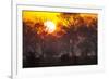 Brazil, Mato Grosso, the Pantanal, Pouso Alegre. Sunset Through Ipe Trees-Ellen Goff-Framed Photographic Print