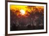 Brazil, Mato Grosso, the Pantanal, Pouso Alegre. Sunset Through Ipe Trees-Ellen Goff-Framed Photographic Print