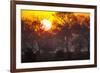 Brazil, Mato Grosso, the Pantanal, Pouso Alegre. Sunset Through Ipe Trees-Ellen Goff-Framed Photographic Print