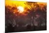 Brazil, Mato Grosso, the Pantanal, Pouso Alegre. Sunset Through Ipe Trees-Ellen Goff-Mounted Photographic Print