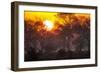 Brazil, Mato Grosso, the Pantanal, Pouso Alegre. Sunset Through Ipe Trees-Ellen Goff-Framed Premium Photographic Print