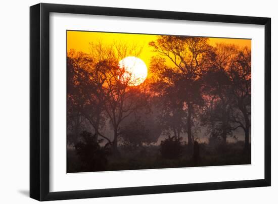 Brazil, Mato Grosso, the Pantanal, Pouso Alegre. Sunset Through Ipe Trees-Ellen Goff-Framed Premium Photographic Print