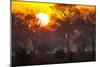 Brazil, Mato Grosso, the Pantanal, Pouso Alegre. Sunset Through Ipe Trees-Ellen Goff-Mounted Premium Photographic Print