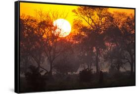 Brazil, Mato Grosso, the Pantanal, Pouso Alegre. Sunset Through Ipe Trees-Ellen Goff-Framed Stretched Canvas