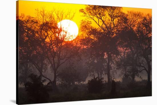 Brazil, Mato Grosso, the Pantanal, Pouso Alegre. Sunset Through Ipe Trees-Ellen Goff-Stretched Canvas