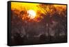 Brazil, Mato Grosso, the Pantanal, Pouso Alegre. Sunset Through Ipe Trees-Ellen Goff-Framed Stretched Canvas