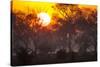 Brazil, Mato Grosso, the Pantanal, Pouso Alegre. Sunset Through Ipe Trees-Ellen Goff-Stretched Canvas