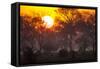 Brazil, Mato Grosso, the Pantanal, Pouso Alegre. Sunset Through Ipe Trees-Ellen Goff-Framed Stretched Canvas