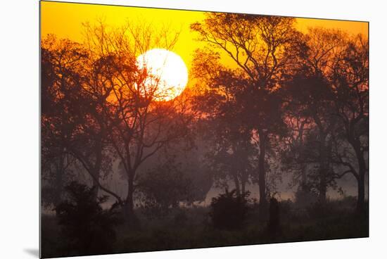 Brazil, Mato Grosso, the Pantanal, Pouso Alegre. Sunset Through Ipe Trees-Ellen Goff-Mounted Premium Photographic Print