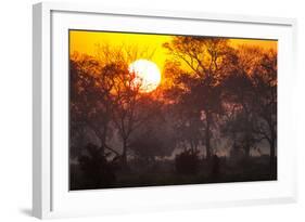 Brazil, Mato Grosso, the Pantanal, Pouso Alegre. Sunset Through Ipe Trees-Ellen Goff-Framed Photographic Print