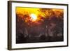 Brazil, Mato Grosso, the Pantanal, Pouso Alegre. Sunset Through Ipe Trees-Ellen Goff-Framed Photographic Print