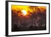 Brazil, Mato Grosso, the Pantanal, Pouso Alegre. Sunset Through Ipe Trees-Ellen Goff-Framed Photographic Print