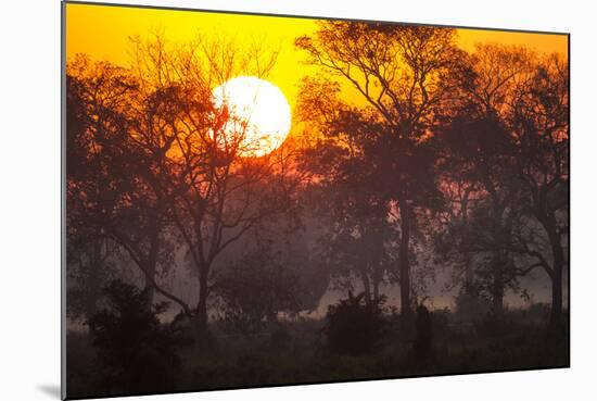 Brazil, Mato Grosso, the Pantanal, Pouso Alegre. Sunset Through Ipe Trees-Ellen Goff-Mounted Photographic Print