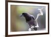 Brazil, Mato Grosso, the Pantanal. Purplish Jay on a Vine-Ellen Goff-Framed Photographic Print