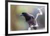 Brazil, Mato Grosso, the Pantanal. Purplish Jay on a Vine-Ellen Goff-Framed Photographic Print