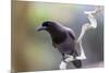 Brazil, Mato Grosso, the Pantanal. Purplish Jay on a Vine-Ellen Goff-Mounted Photographic Print